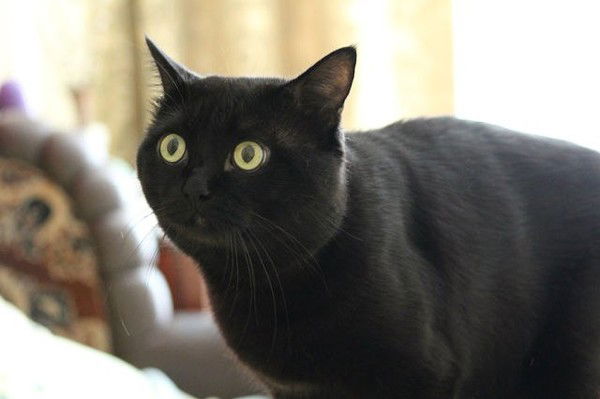 Вячеслав Белозеров