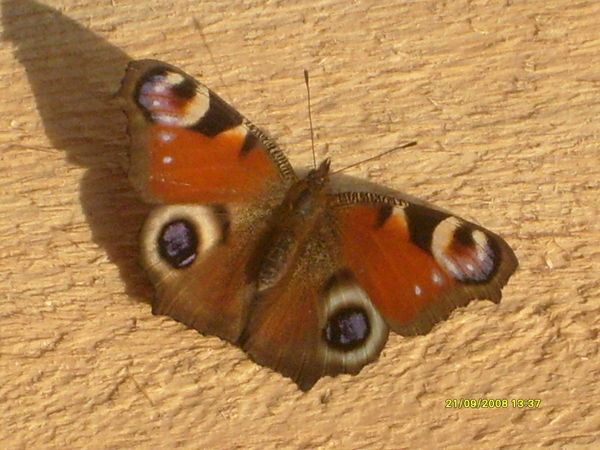 Елена Закис