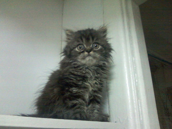 Евгений Лазаренко