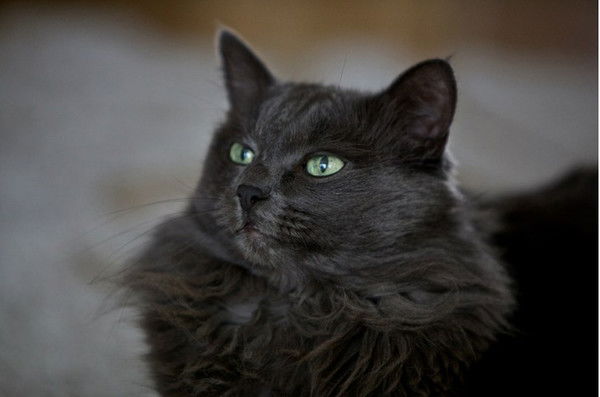 Елена Привалихина