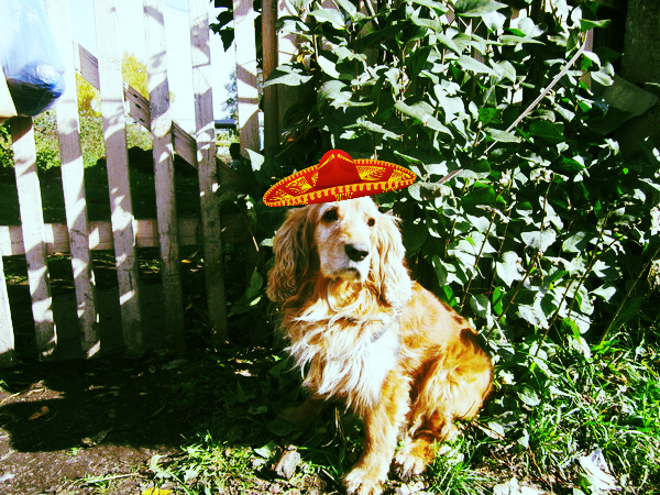 Грей Ковалёв