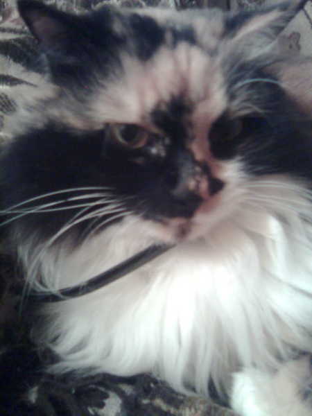 Людмила Николаевна