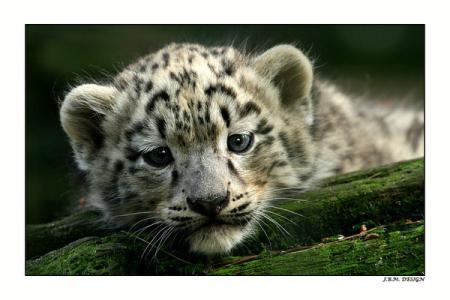 Мария Николаева