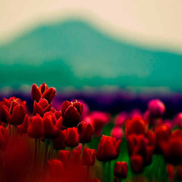 Роза Казарян