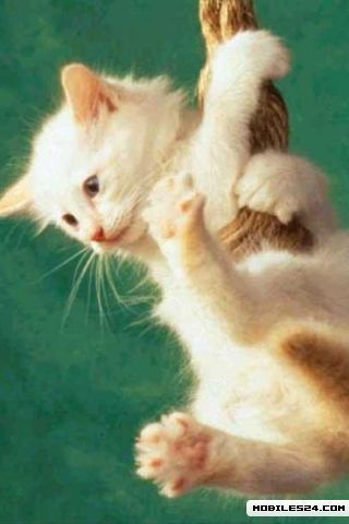 Алексей Кузнецов