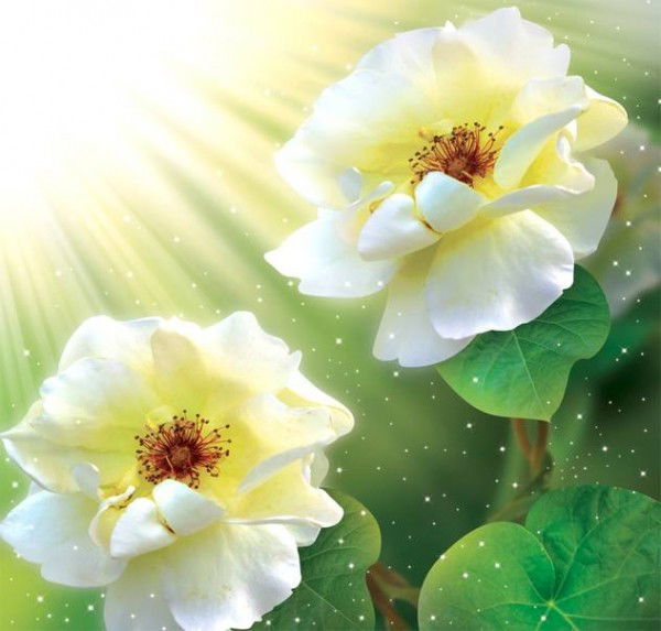 Vook Полянский