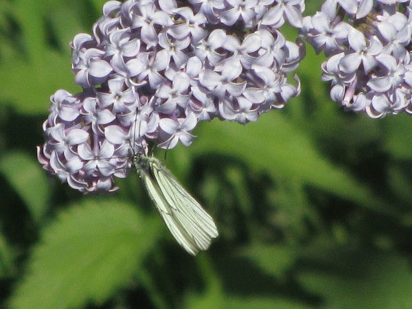 Дарья Островская