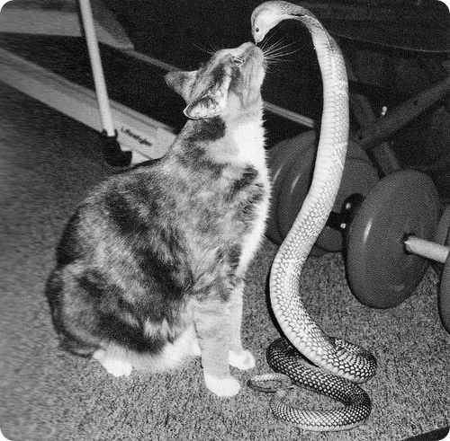 Светлана Терегеря