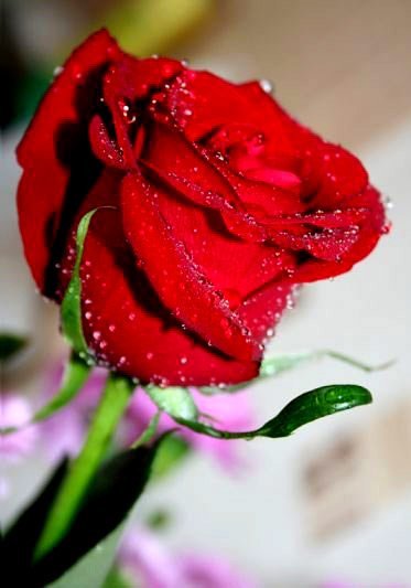 Розалия Киселева