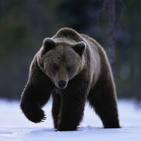 Алексей Бакун