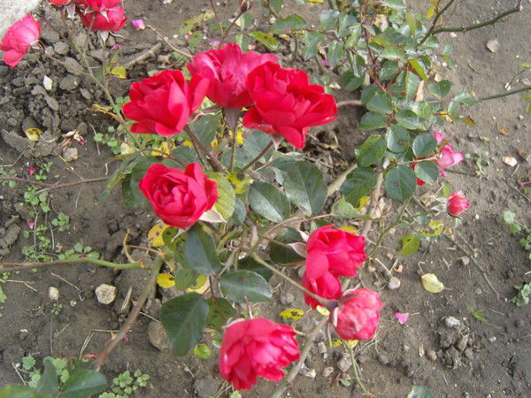 Галина Алексеева