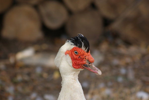 Щербина Александр