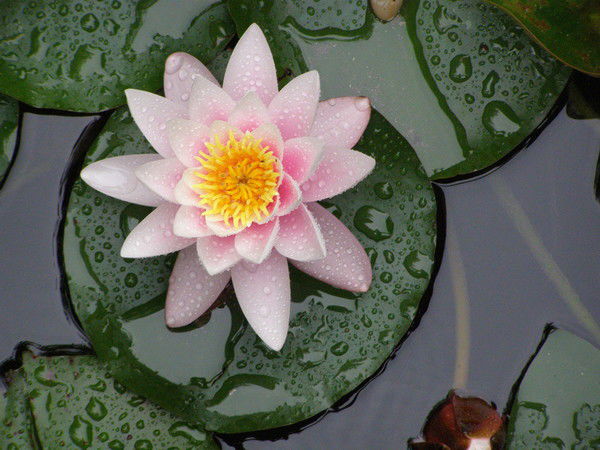 Александр Петухов