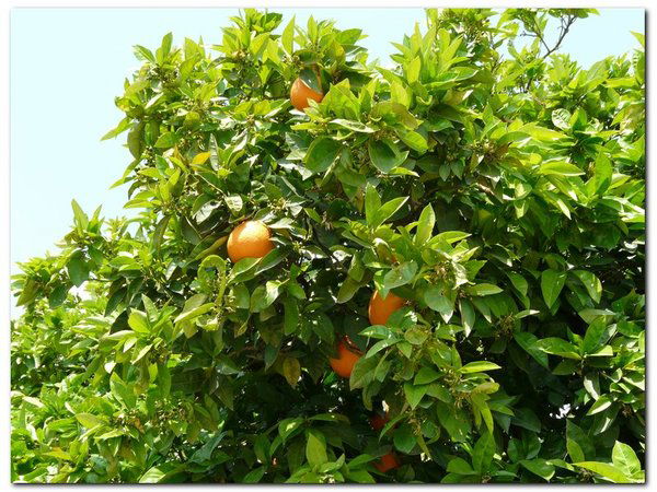 Юлия Евдокимович