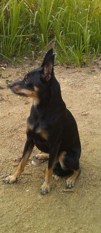 Юрик Доманевский