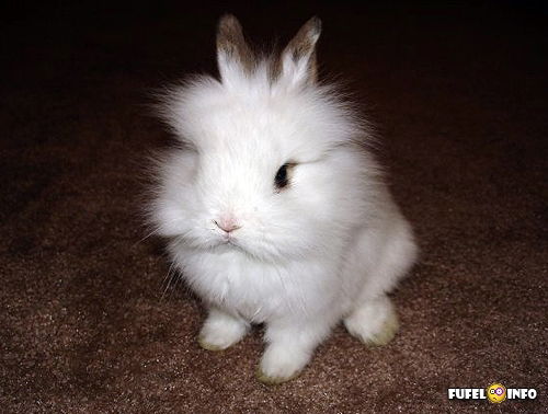 Лена Гатамова