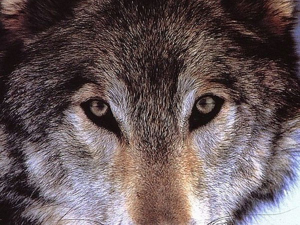 Анатолий Мухамедбаев