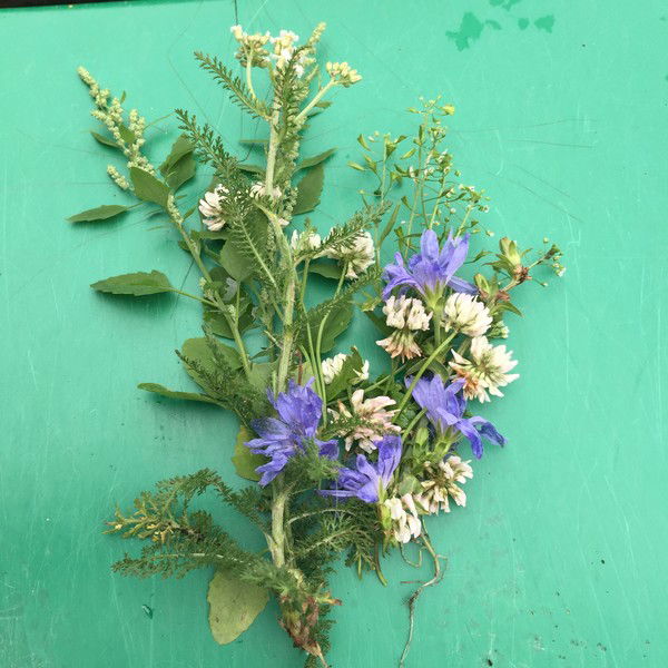 Светлана Чемисова