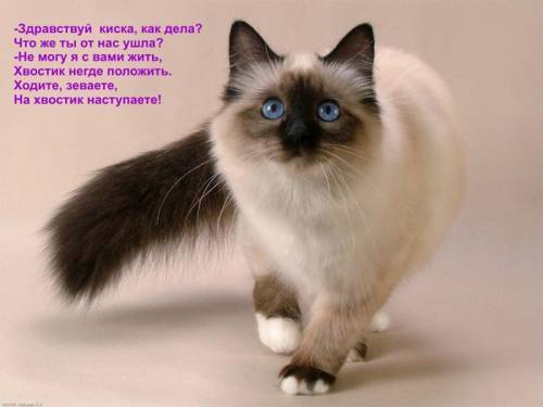 Ольга Бодарова