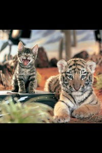 Анна Шишкина