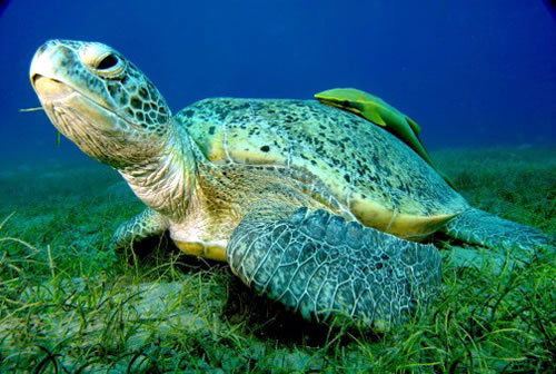 Андрей Кононов