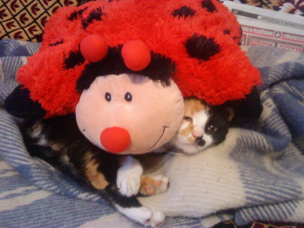 Елена Петрова