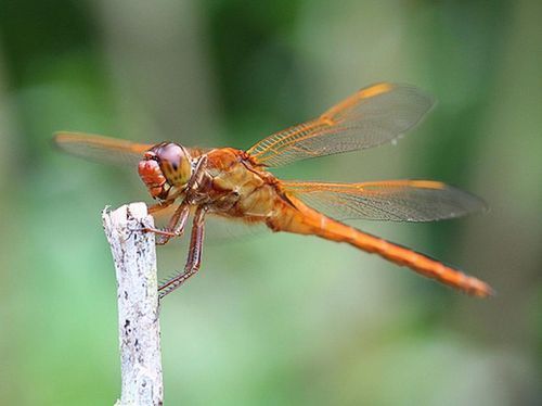 Сергей Зуйков