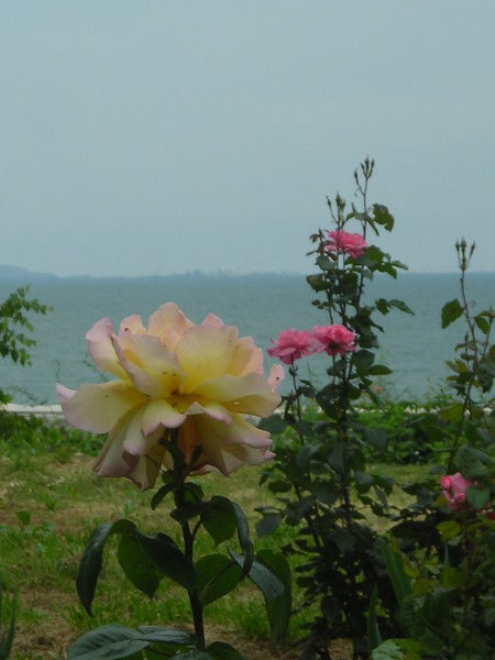 Ольга Фомичева