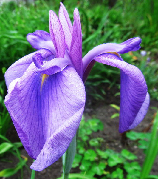 Гульнар Султангазиева