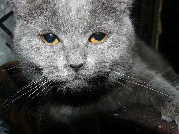 Алексей Милютин