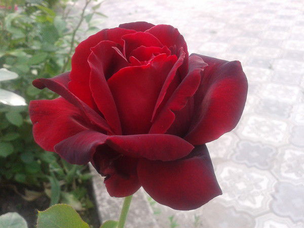 Валентина Овчаренко