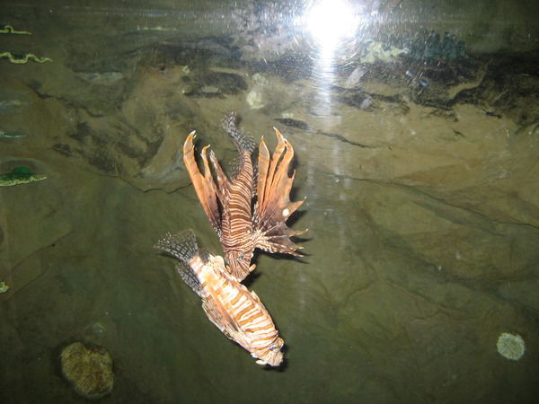 Ирина Ирина