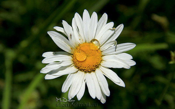 Фирая Чупак