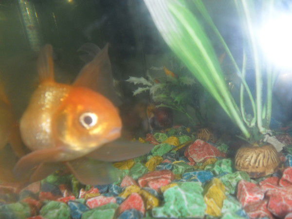 Балжан Жумагазина