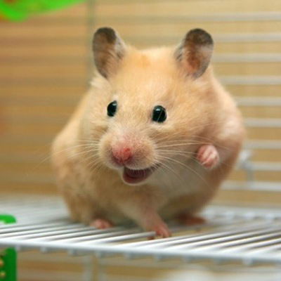 Светлана Елисеева