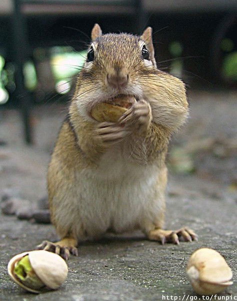 Паша Елпидин