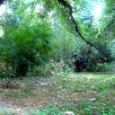 Shukron Islomova