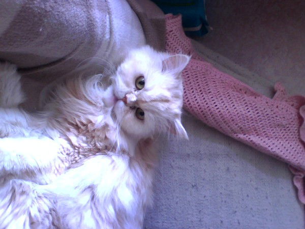 Людмила Антонова