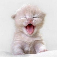 Лена Папкова