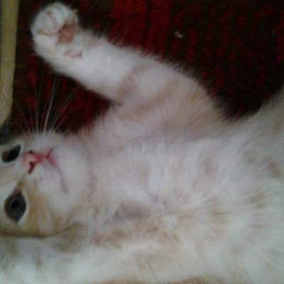 Наталья Абрамова