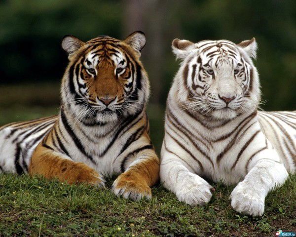 Тилла Алимов