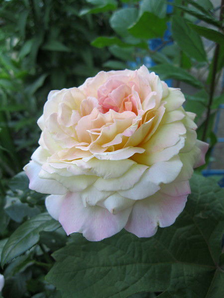 Ирина Журавлева