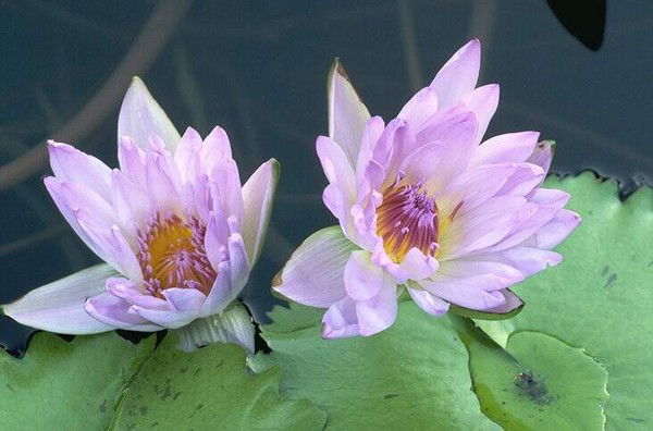 Таня Кривцова