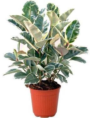 Анна Калашникова