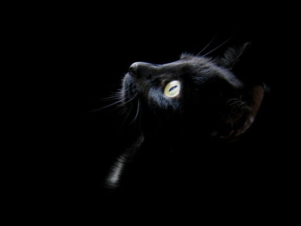 Светлана Широкова