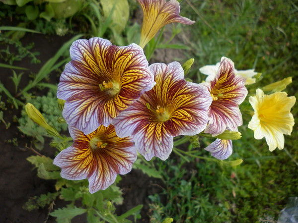 Людмила Алтунина