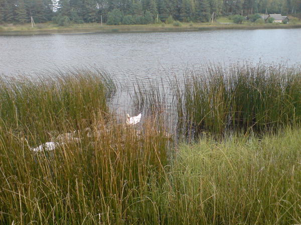 Лариса Георгиевна