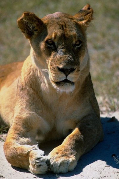 Шапенова Розагуль