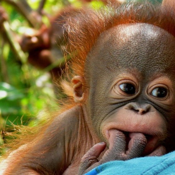 Андрей Букатый