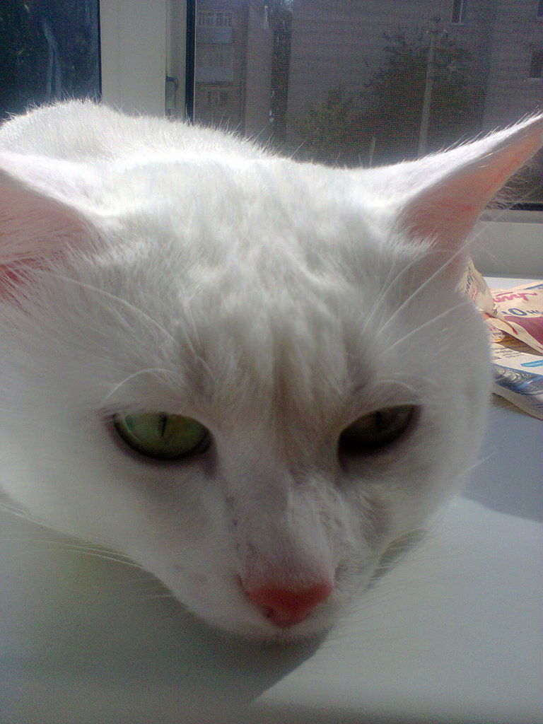 Алексей Волков